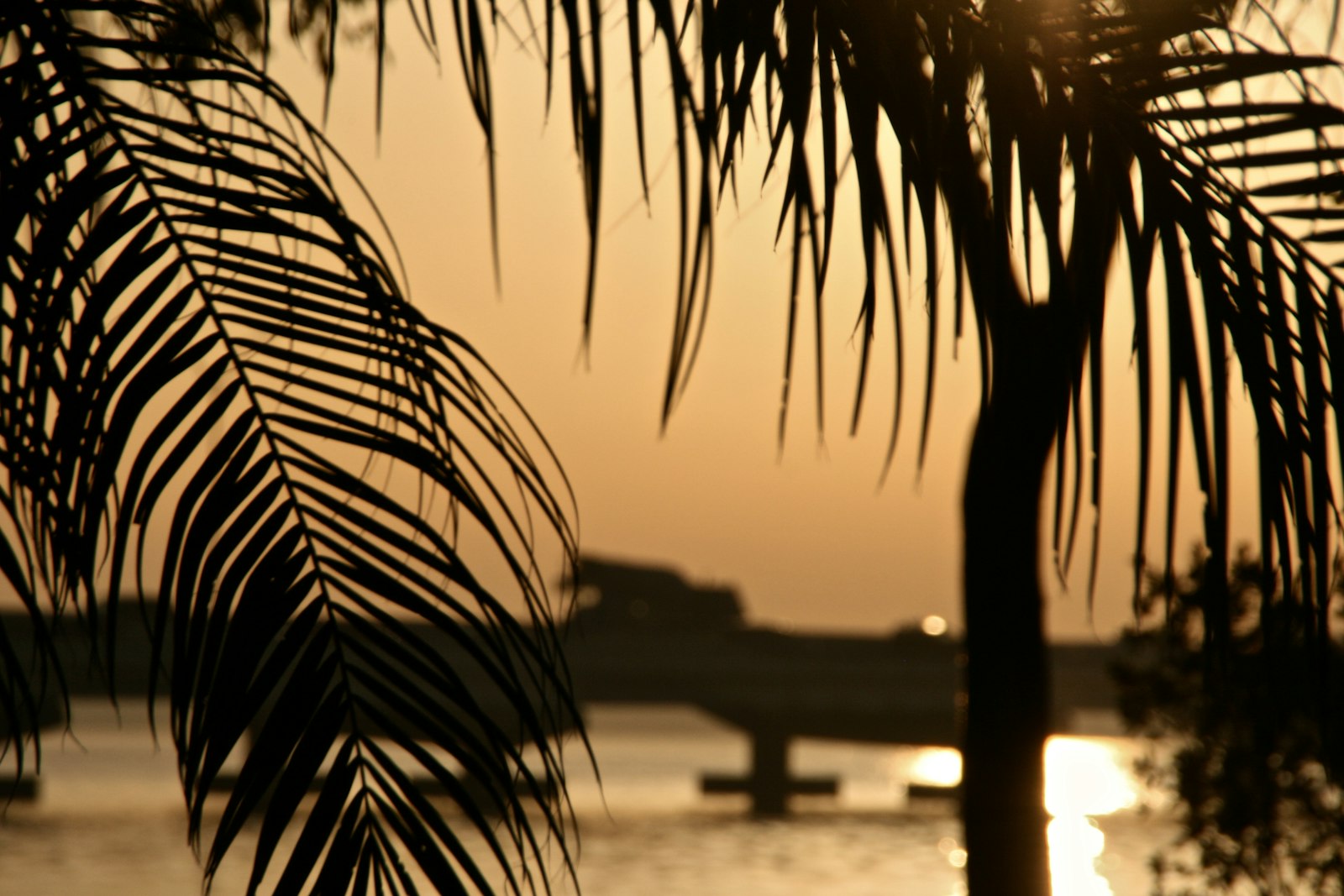 Cape Coral, Florida waterfront with palms at golden hour